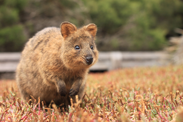quokka.jpg