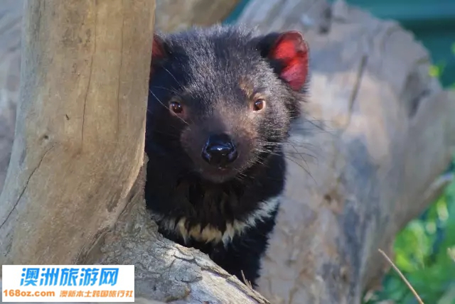 2塔斯马尼亚恶魔.jpg