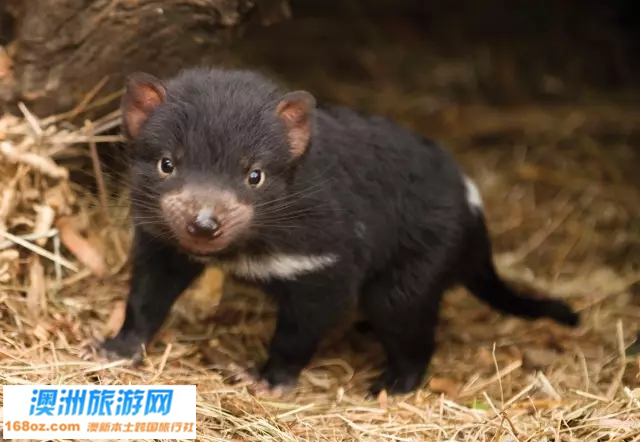 4塔斯马尼亚恶魔.jpg