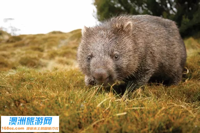8塔斯马尼亚袋熊.jpg