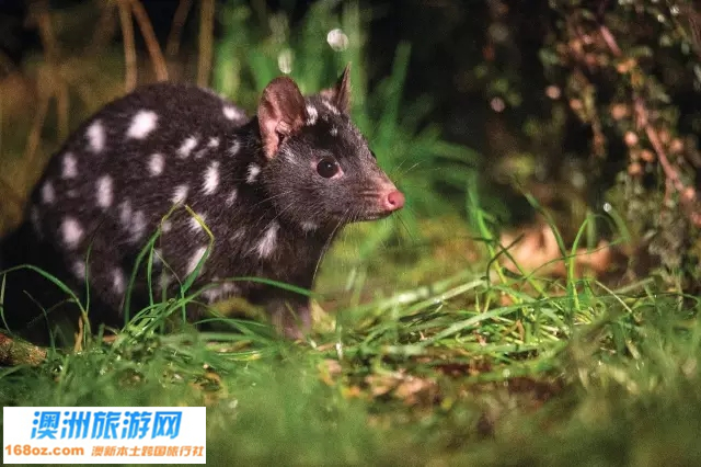 13塔斯马尼亚袋鼬.jpg
