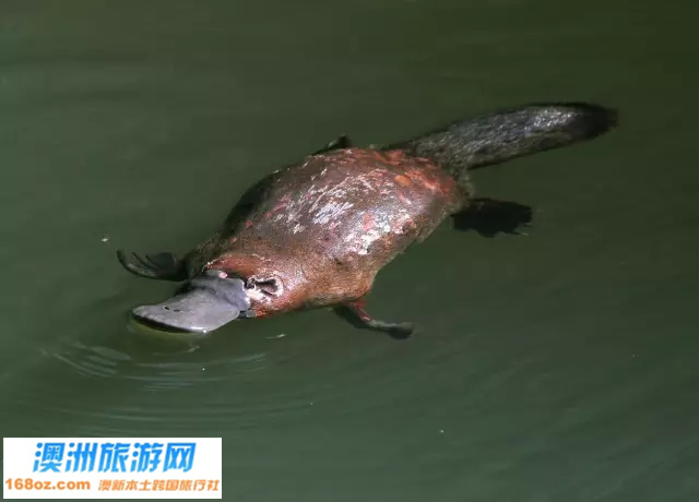 15塔斯马尼亚鸭嘴兽.jpg