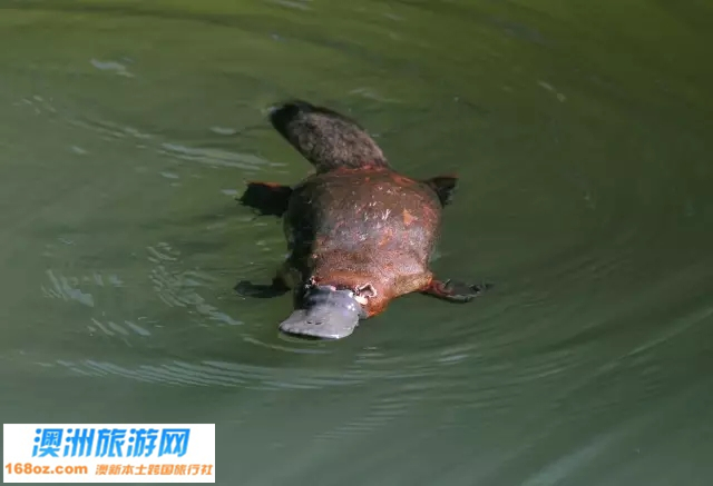 16塔斯马尼亚鸭嘴兽.jpg