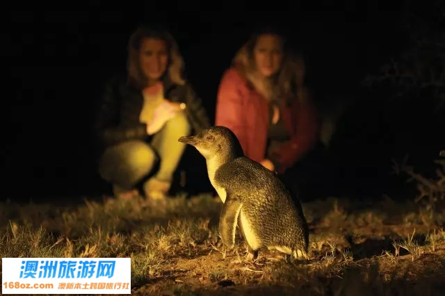 20塔斯马尼亚神仙企鹅.jpg