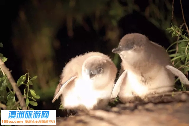 21塔斯马尼亚神仙企鹅.jpg