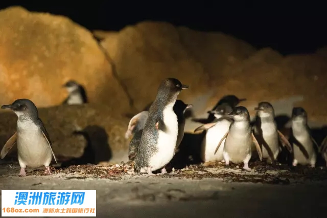 22塔斯马尼亚神仙企鹅.jpg