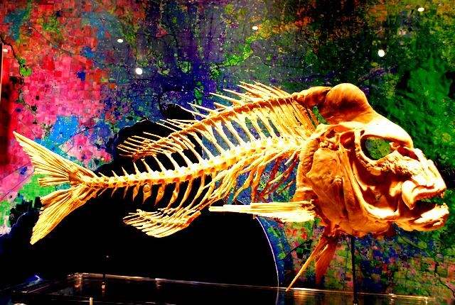 澳大利亚旅游攻略