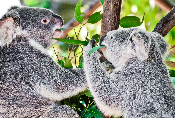 澳大利亚黄金海岸+凯恩斯双城6日5晚游·【精致纯玩动感体验】包含热带雨林+天空缆车+大堡礁+主题公园+萤火虫夜游