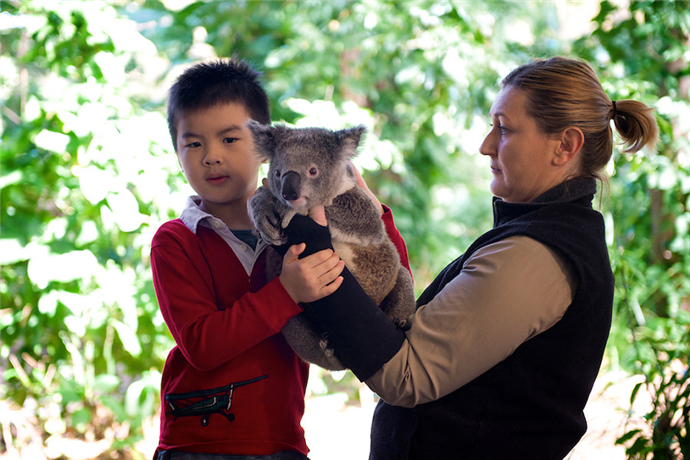 来到澳大利亚，怎么能不抱抱可爱的考拉，可伦宾野生动物园拥有超过50只考拉，它也是昆士兰州为数不多的可以抱考拉的几个景点之一。