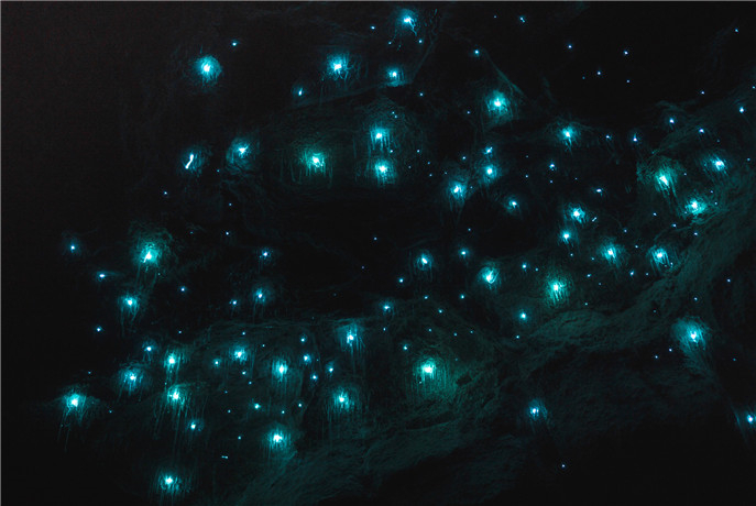 夜间前观看萤火虫是自然桥国家公园的主要活动，数以百万计的会发出蓝色的光芒的萤火虫在凉爽、黑暗的天然桥洞穴内安家，这种叫做Glow-worm蓝光虫的神奇之美将会让你叹为观止。