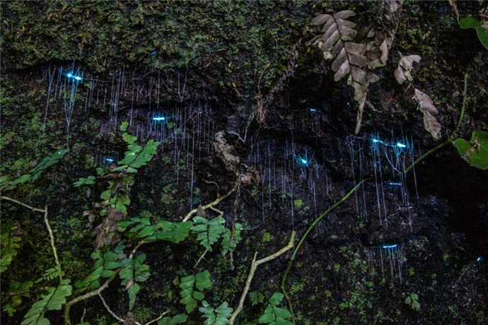自然桥里面生活的萤火虫是一种会发出蓝光的幼虫，这种幼虫有点像软软的蠕虫，不会飞，发出的是幽幽蓝光，目的是诱食小飞虫，它们附在泥土或岩壁上，喜欢湿润的环境或是靠近河流即阴暗的洞穴里。夜晚雨林徒步抵达山洞后，会看到它们如同夜空的繁星在洞穴内发出点点亮光，形成一道奇观 ，仿佛置身于银河系中！
