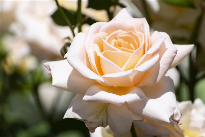 澳大利亚悉尼5日周边游·歌剧院入内+鱼市场+海港大桥+黄昏游船晚餐+1夜宿猎人谷+蓝山+送机