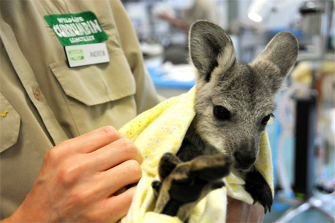 可伦宾野生动物园（Currumbin Wildlife Sanctuary）位于昆士兰州第二大城市黄金海岸（Gold Coast）西北郊的可伦宾（Currumbin），距离黄金海岸市区约20公里车程。