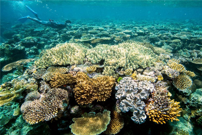 您将可在这里展开浮潜、深潜等各项活动，观赏这片最壮观的大堡礁群，与无穷的海洋生命近距离接触。