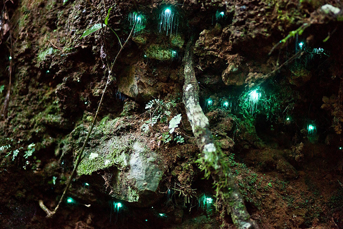 它们如同夜空的繁星，在漆黑潮湿的洞穴里发出点点亮光，形成了一道奇观，让你好像置身银河系中。
