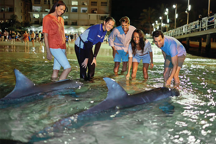 布里斯班天阁露玛海豚岛喂海豚