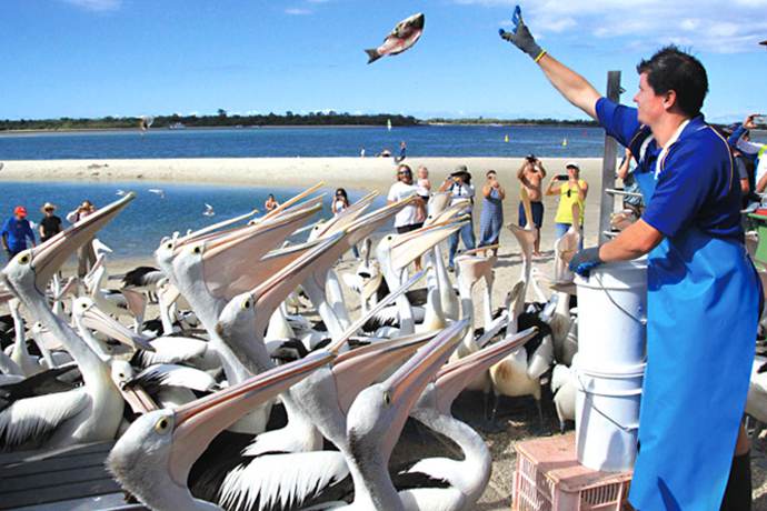 黄金海岸喂鹈鹕表演