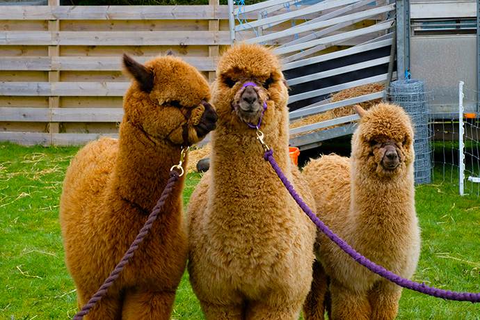 黄金海岸羊驼农场牵羊驼