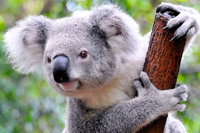 布里斯班龙柏考拉园呆萌小考拉