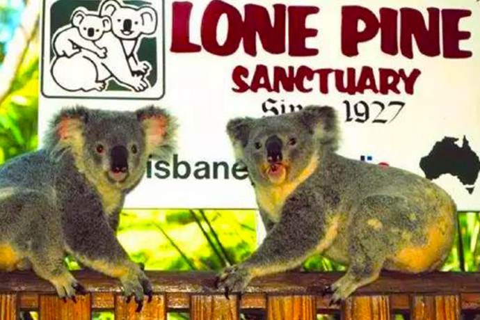 布里斯班黄金海岸2城2日游-南岸公园,龙柏考拉园,抱考拉,棉花山苏罗美特酒庄,水果世界,危险角,2州界碑（包含门票）