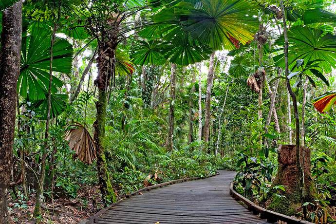 凯恩斯热带雨林步行栈道