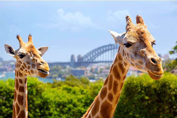 澳大利亚悉尼一日深度游. 乘船去塔龙加动物园+曼利小镇+情人港夜景
