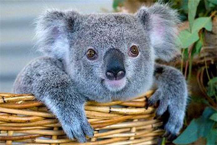 墨尔本MARU 动物园喂考拉