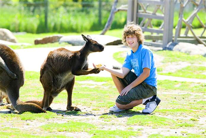 墨尔本MARU动物园喂袋鼠
