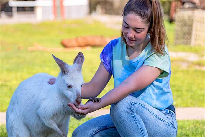 墨尔本MARU 动物园喂袋鼠