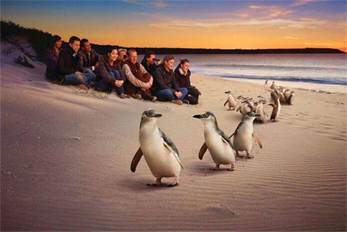 墨尔本企鹅归巢憨态可掬的小企鹅