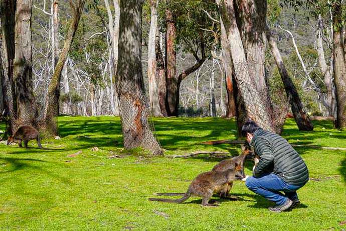 阿德莱德克莱兰德野生动物园喂袋鼠