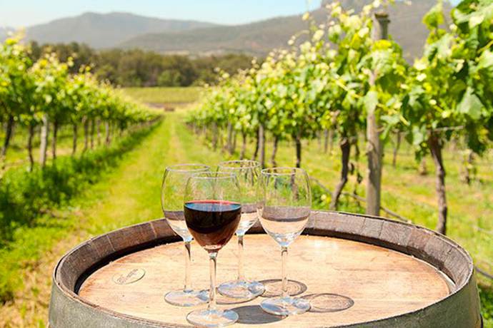 悉尼猎人谷酒庄品酒