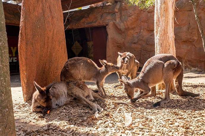 悉尼情人港动物园袋鼠区