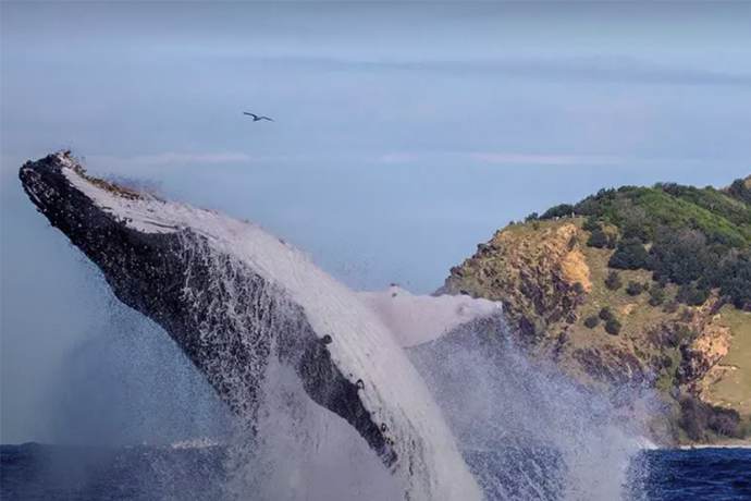 澳大利亚拜伦湾灯塔观鲸