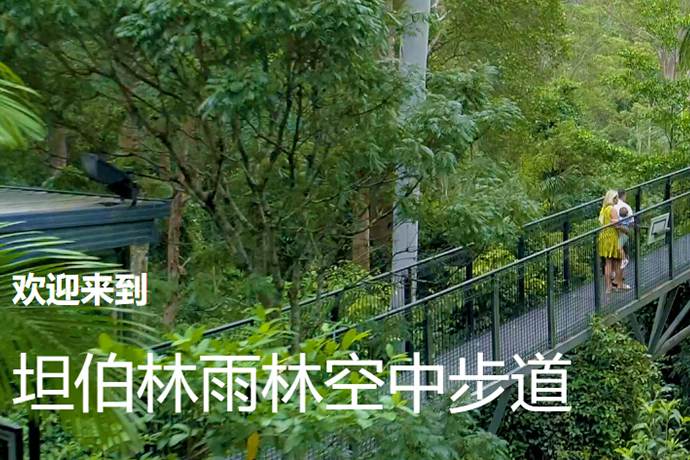 黄金海岸天宝林山SKYWALK天空步道，徜徉在醉人氧吧之中穿梭在上万亿年的原始森林之中别有一番感受