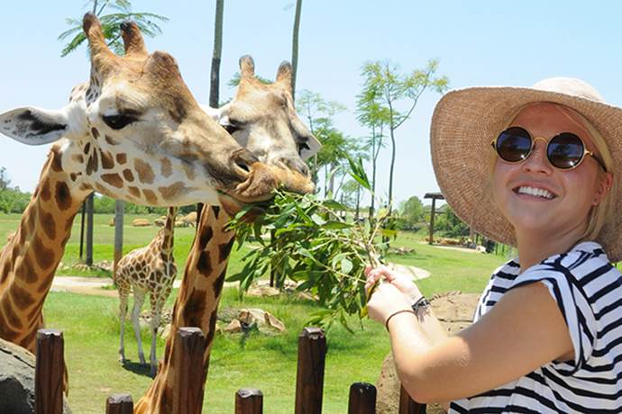 阳光海岸尤蒙迪市场附近的澳大利亚动物园里喂食长颈鹿
