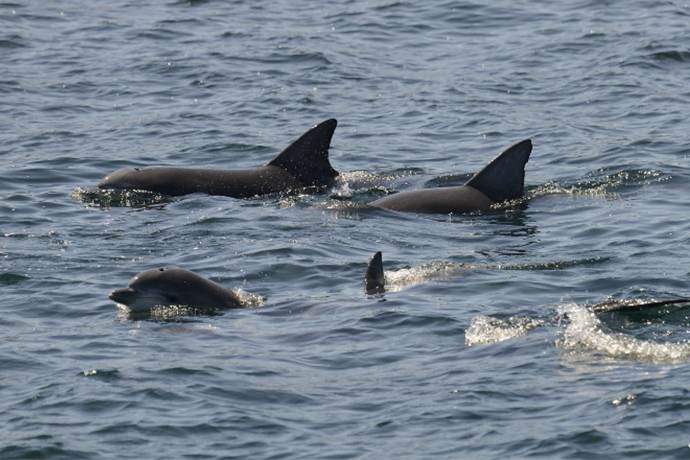 悉尼周边-杰维斯湾一日游-海豚巡游游船,世界最白沙滩,赫斯基森小镇-11小时
