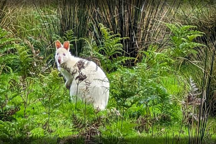塔州布鲁尼岛袋鼠